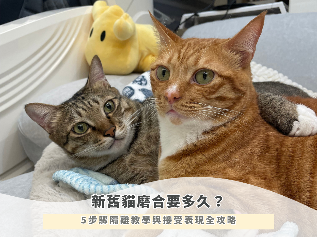 新舊貓磨合要多久？5步驟隔離教學與接受表現全攻略