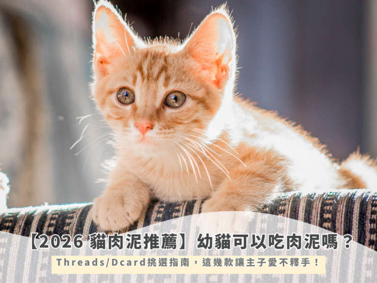 【2026 貓肉泥推薦】幼貓可以吃肉泥嗎？