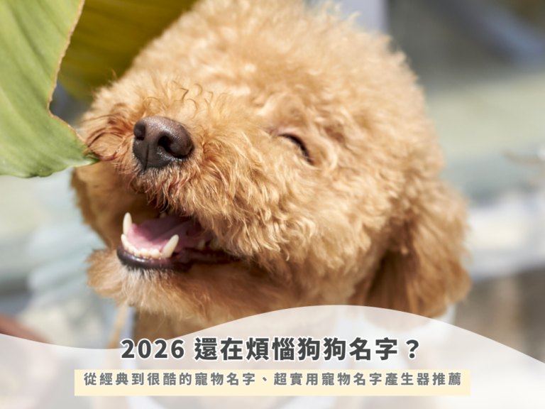 還在煩惱狗狗名字？從經典到很酷的寵物名字、超實用寵物名字產生器