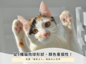 從 5 種貓肉球形狀、顏色看個性！有趣「貓掌占卜」揭秘貓內心世界