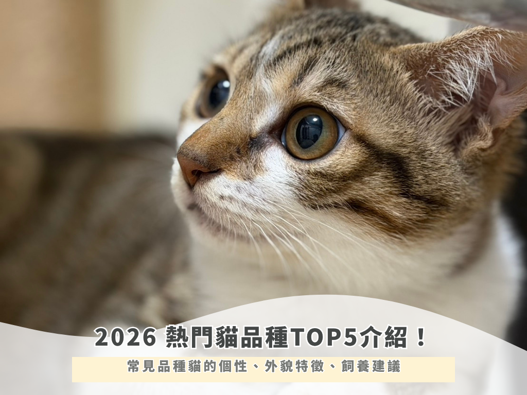 2026熱門貓品種 TOP5介紹 ！常見品種貓的個性、外貌特徵、飼養建議