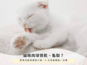 貓咪肉球很乾、龜裂？常見功能與構造介紹、5 大保養重點一次看