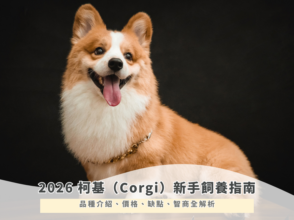 2026 柯基（Corgi）新手飼養指南：品種介紹、價格、缺點、智商全解析