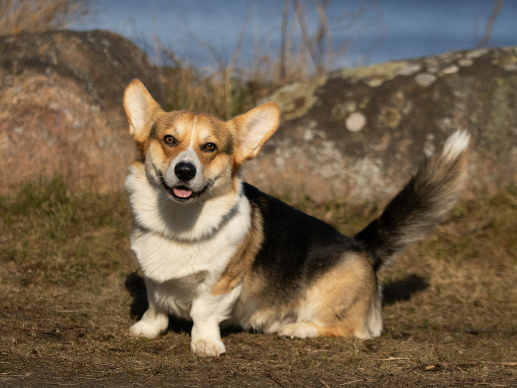 2026 柯基(Corgi)新手飼養指南:品種介紹、價格、缺點、智商全解析