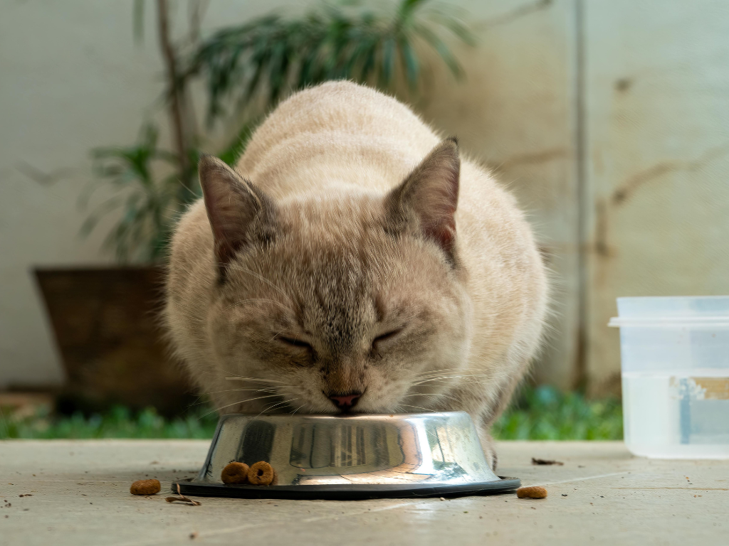 【2026貓飼料推薦】PTT/Dcard熱門貓糧評比！5大挑選注意事項與平價貓飼料推薦