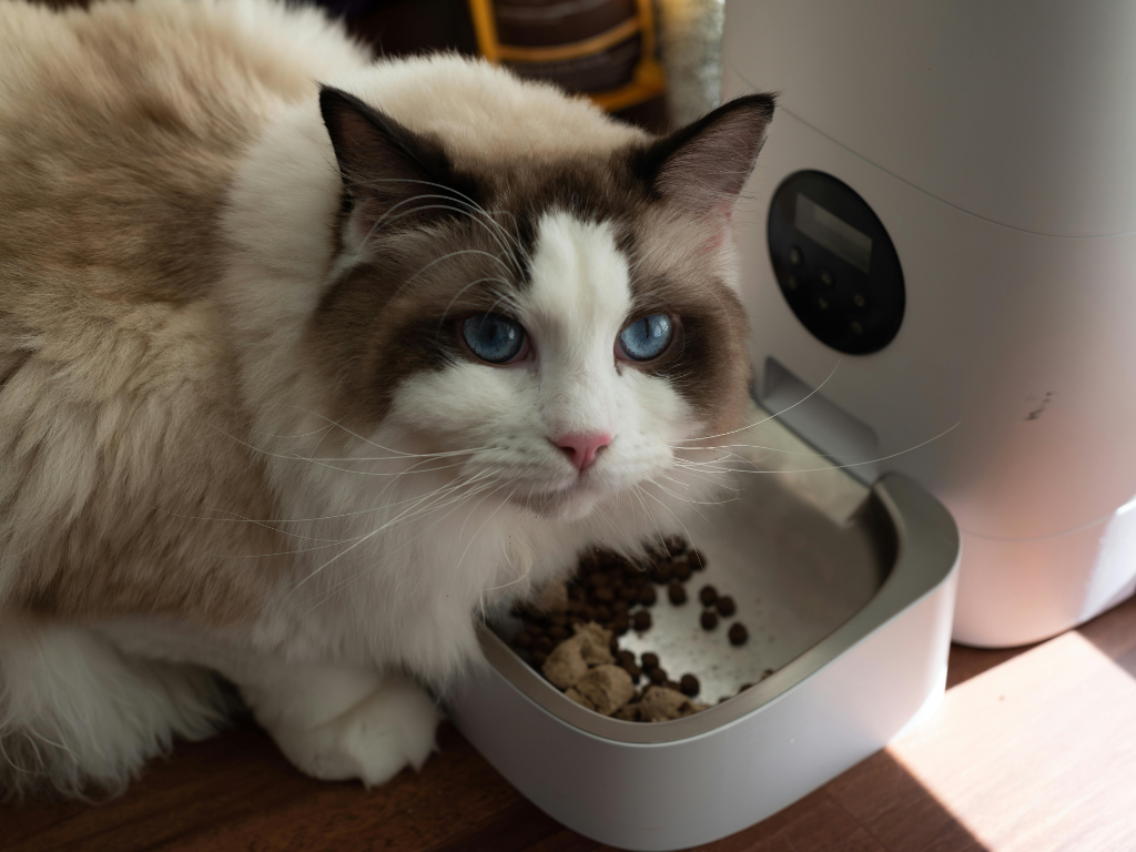 【2026貓飼料推薦】PTT/Dcard熱門貓糧評比！5大挑選注意事項與平價貓飼料推薦